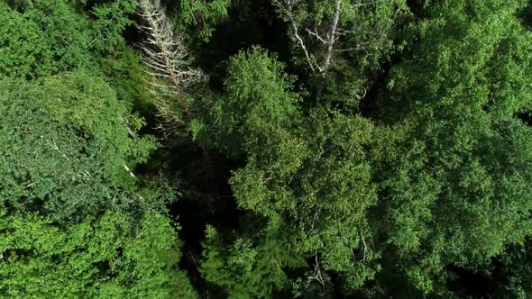 A View From Above of Wildlife. Green Vegetation in the Siberian Forest