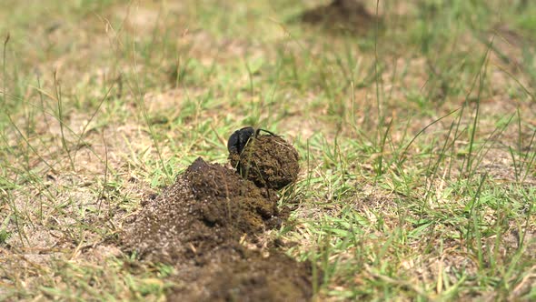 Scarab Beetle Rolling a Ball of Dung