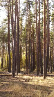 Vertical Video Autumn Forest with Trees By Day Slow Motion