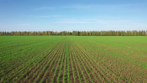 Flying Forward Over Green Sprouts Of Corn Rapeseed Wheat In Rural Field