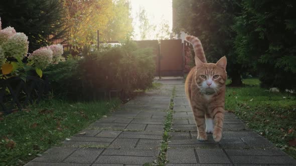 Ginger Cat Walks Along a Stone Path in the Garden
