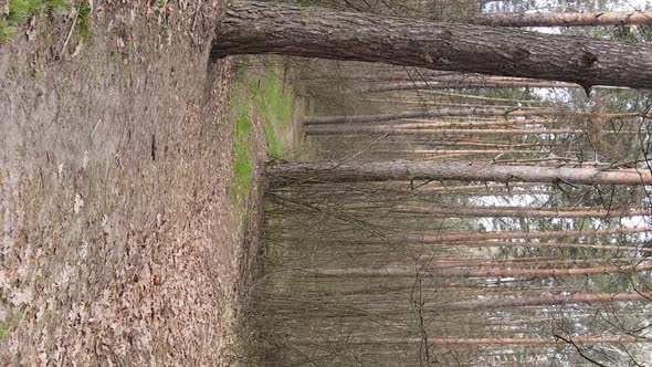 Vertical Video of a Road in the Forest Slow Motion