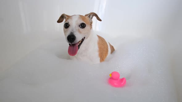 Dog in Foam in Bathtube in Bathroom