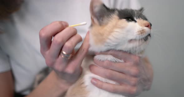 Professional Vet Cleaning Cat's Ears with a Swab