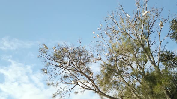 Flock of Cockatoos in the nature resting on the tree branches. Pan to the right.