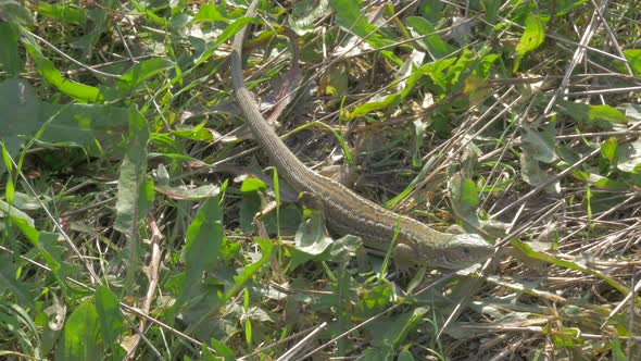 Sand lizard  Lacerta agilis resting in the grass 4K 2160p UHD footage -  Lacerta agilis sand lizard 