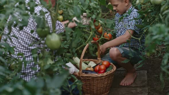Grandson Helping Grandfather to Pick Tomatoes alt