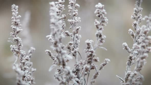 Grass Is Frozen in Ice Crystals on the Backdrop