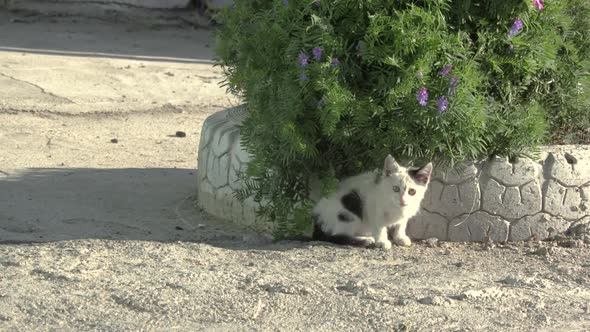 A lonely stray kitten watching traffic pass by from his hiding place at a remote truck stop in Kazak