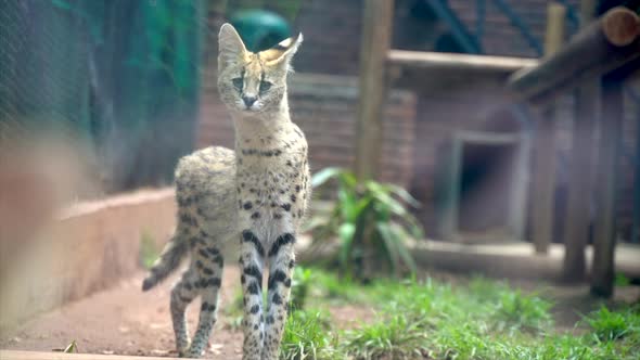 Wide shot of an African Serval cat in a zoo