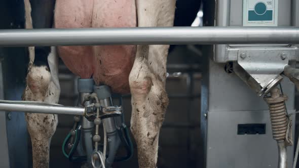 Automated Cow Milking Process on Robotic Ranch with Mechanical Device Closeup