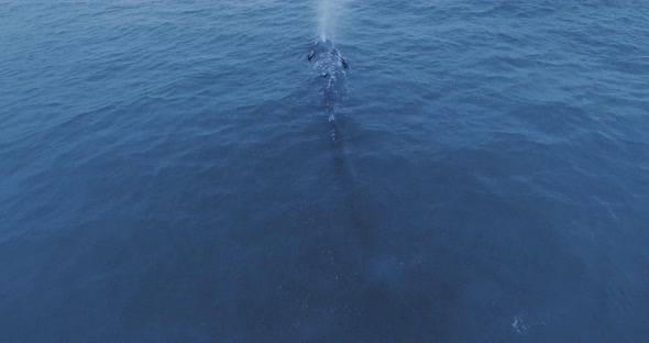 Drone monitors a gray whale up from the water at Ruby Beach, Olympic National Park, Washington, USA