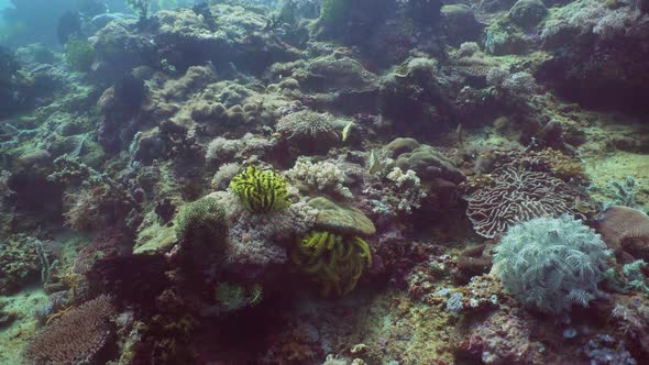 Coral Reef and Tropical Fish. Philippines, Mindoro