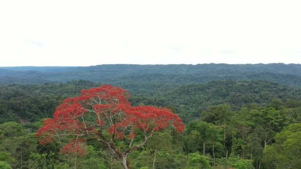 Drone shot of tree that is flowering and covered in bright red flowers in the tropical rainforest