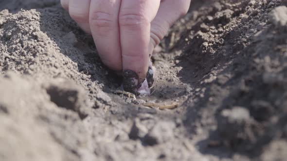 Unrecognizable Female Farmer Seeding Onion on Sunny Spring Day