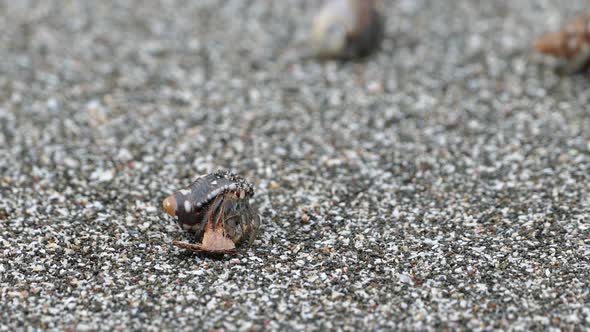 Hermit crab walking away at the beach