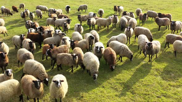 Aerial view of flock of sheeps and and lambs. Sheeps are eating in the fields.