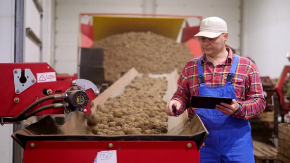 Farmer Monitor Quality of Potatoes with Tablet, on Sorting Conveyor Belt in Potato Storage Warehouse