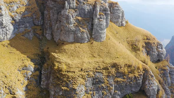 Aerial view of Herd of Chamois goats running on the mountain cliff.