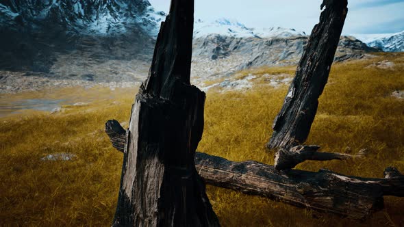 Burnt Tree Logs After Forest Fire