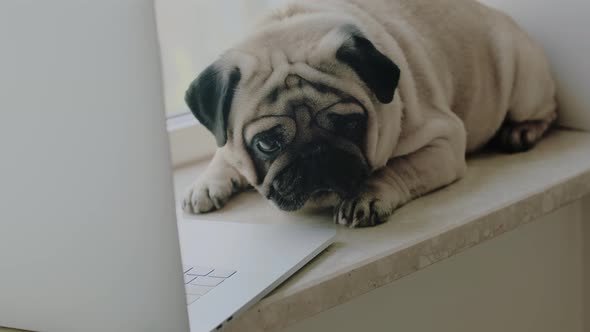 Cute Dog Pug with a Laptop on the Windowsill