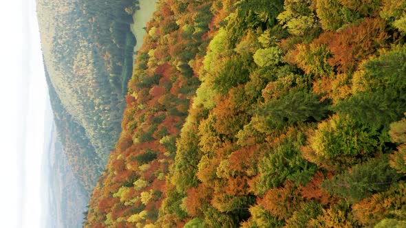 Aerial view of Romanian Mountains with Dense Mixed Forest in Autumn, vertical