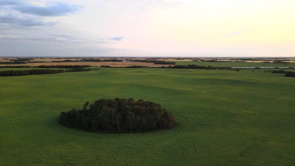 Drone orbiting around small patch of forest within large pea field in the vast countryside of Canada