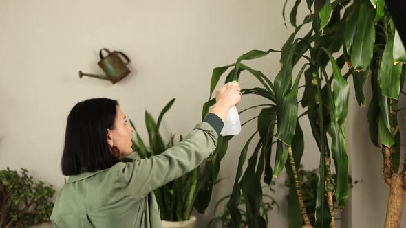 Woman gardener spraying Dracaena palm at home