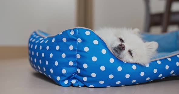 Pomeranian dog sleep on bed