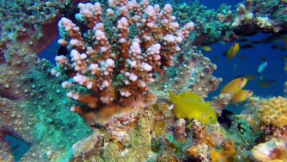 Colorful Tropical Coral Reef