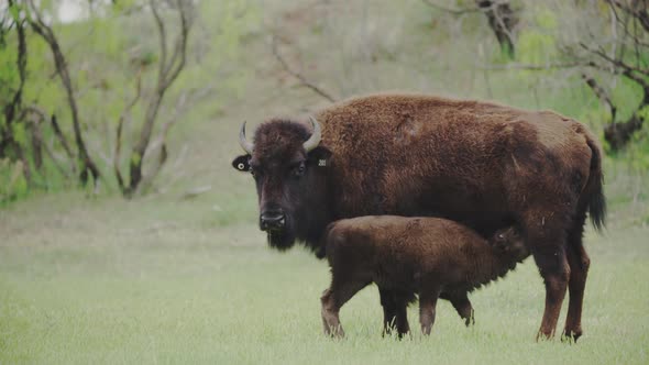 Bison calf feeding in a prairie during the daytime