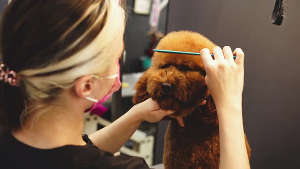 The Master Combs the Dog Before the Haircut