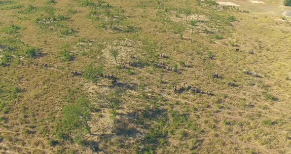 Aerial drone view of a herd of elephants wild animals in a safari in Africa plains.