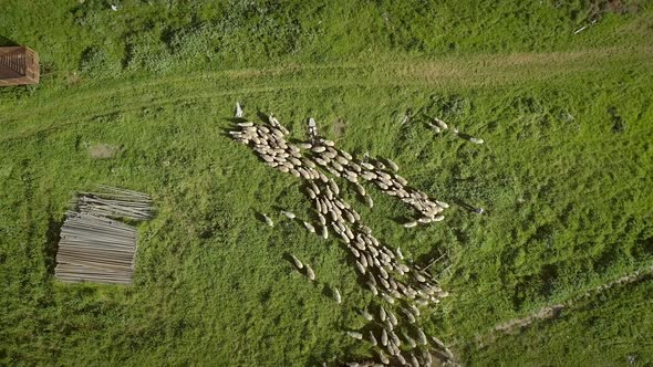 Aerial view of the sheep herd moving around on farmland in Greece.