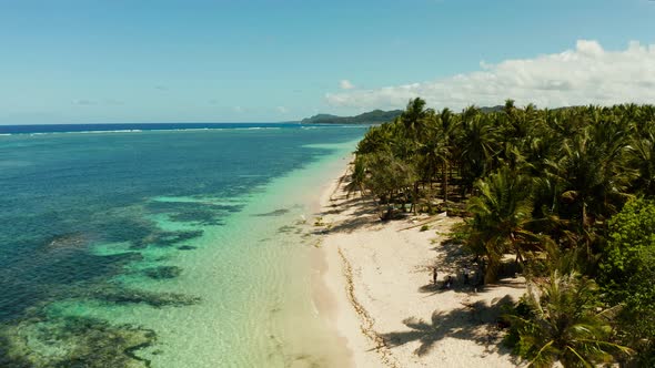 Tropical Beach with Palm Trees., Aerial View.