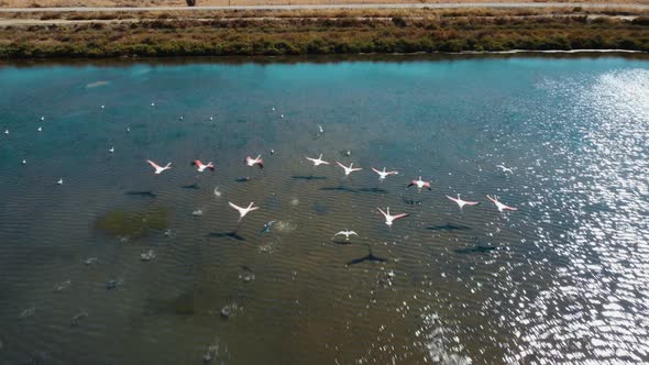 Flamboyance Of Flamingo Flying Over Salt Pan In Portugal. - aerial