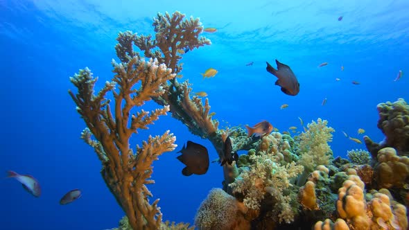 Coral Garden Seascape