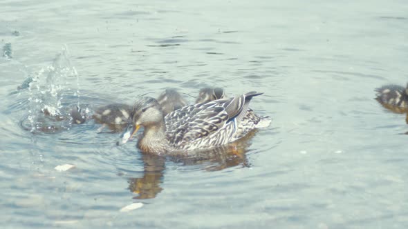 Mallard ducking dives under water beside mother duck