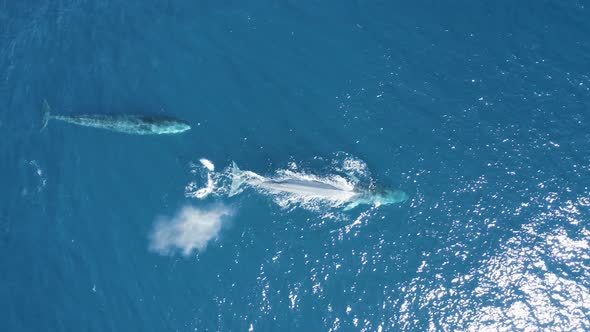 Aerial view of a sperm whale sin the ocean, Azores, Portugal.