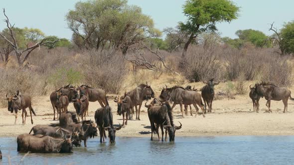 Blue Wildebeest Drinking At A Waterhole