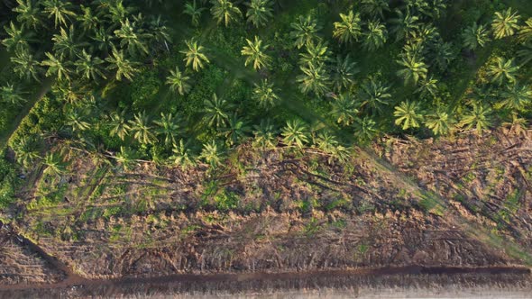 Drone view land clearing and green oil palm