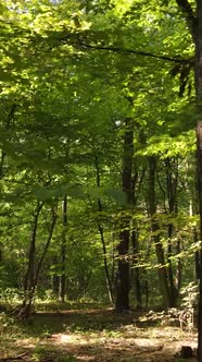 Vertical Video Autumn Forest By Day