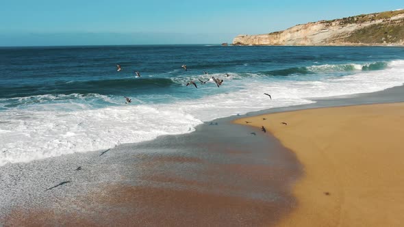 Birds Fly Near Tranquil Ocean Waves Rolling on Sand Beach