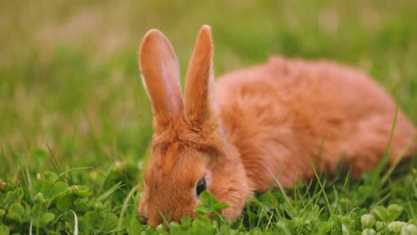 Rabbit Grazing on the Lawn