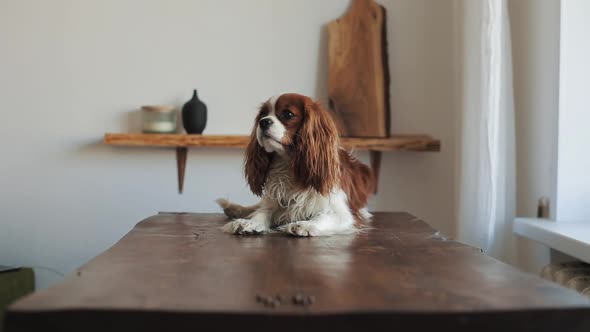 A Dog of the Cavalier King Charles Spaniel Breed Lies on the Kitchen Table Opposite His Meal and