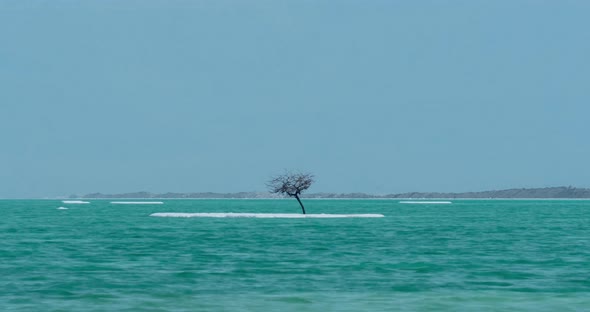 Timelapse of Dead Sea Scene with Bare Tree on Salty Isle