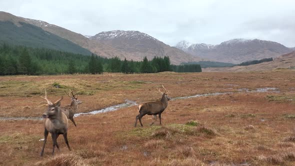 Red Deer Stag Herd in Slow Motion