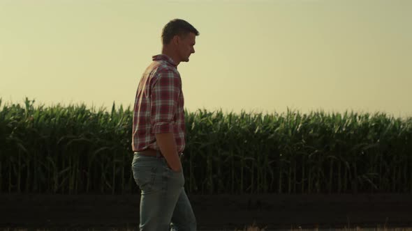 Farmer Walking Corn Farmland in Morning Sunlight