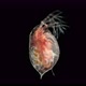 Water Flea Daphnia Pulex Under a Microscope Class Branchiopoda - VideoHive Item for Sale