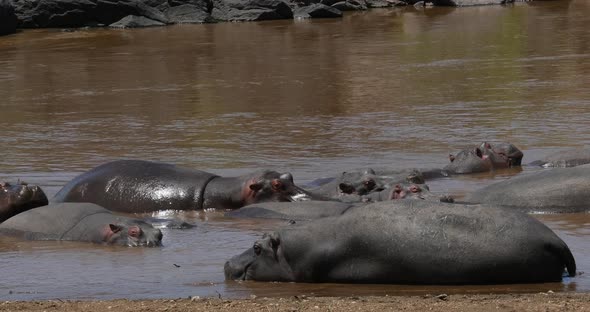 Hippopotamus, hippopotamus amphibius, Group standing in River, Masai Mara park in Kenya